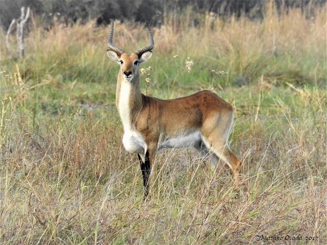 Red lechwe, Khwai, Botswana, June 2017