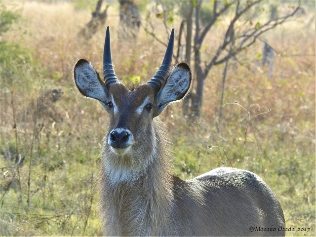 Waterbuck, Khwai, Botswana, June 2017