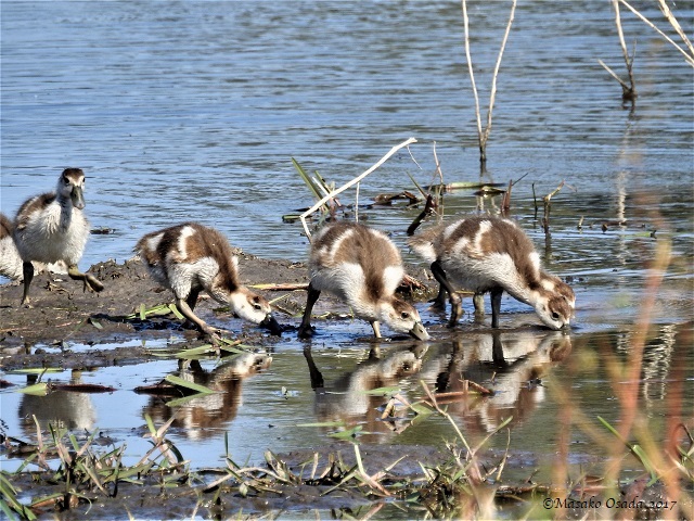 Baby Egyptian geese, Khwai, Botswana, June 2017