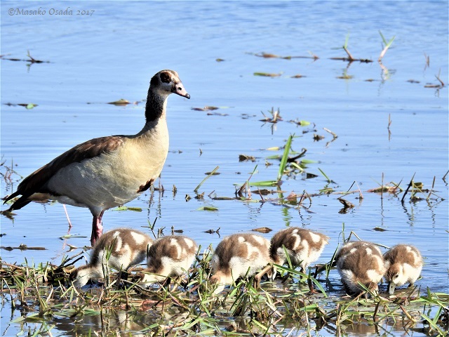 Baby Egyptian geese under the watchful eye of their proud parent, Khwai, Botswana, June 2017