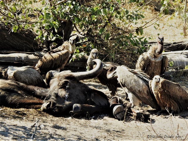White-backed vultures guarding buffalo carcass, Khwai, Boswana, June 2017
