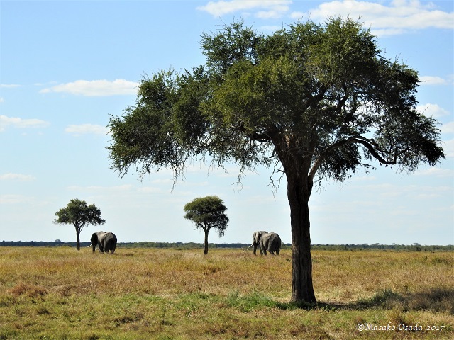 Elephants and trees, Mababe depression, Botswana, June 2017