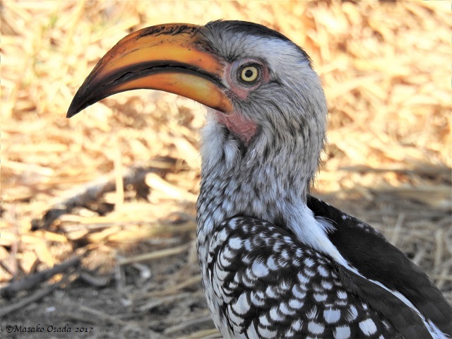 Yellow-billed hornbill, Mababe depression, Botswana, June 2017