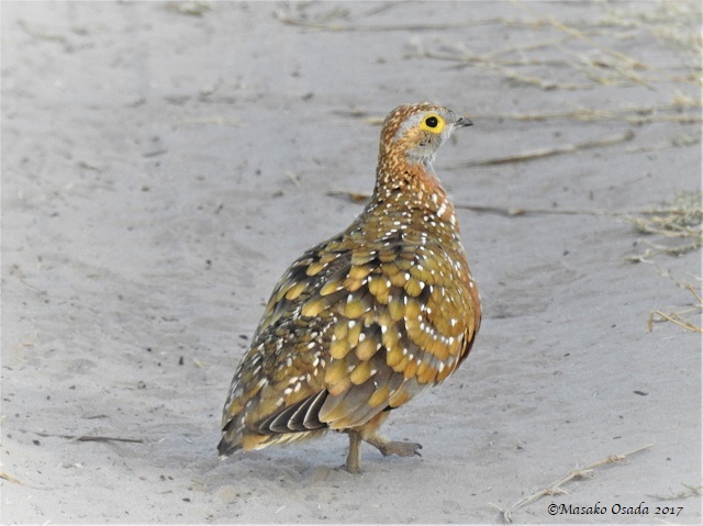 Burchell's sandgrouse, Savuti, Botswana, June 2017