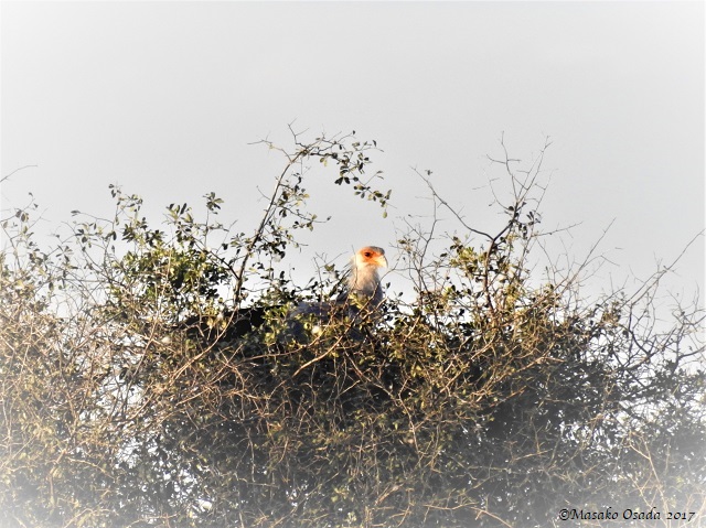 Secretary bird sitting on nest, Savuti, Botswana, June 2017