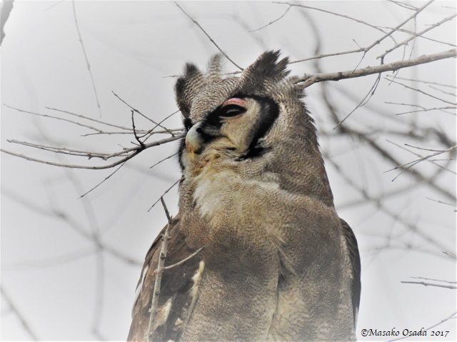 Verreaux's eagle-owl, Savuti, Botswana, June 2017