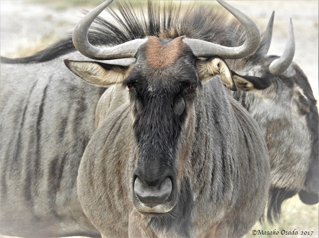 Blue wildebeest, Savuti, Botswana, June 2017