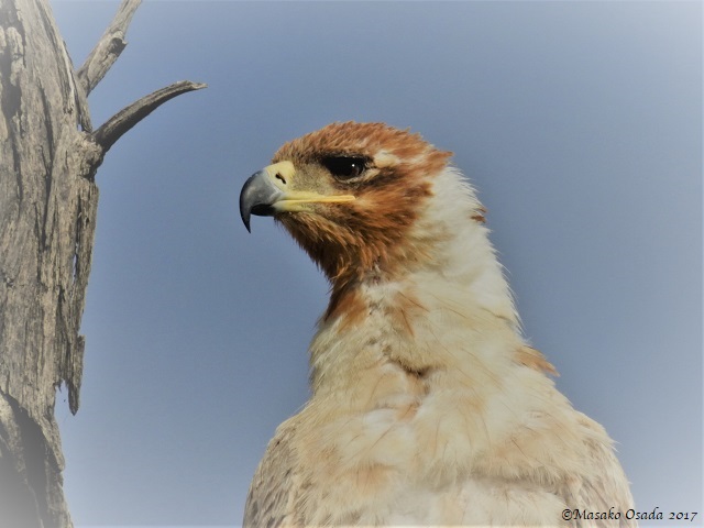 Pale formed tawny eagle, Savuti, Botswana, June 2017