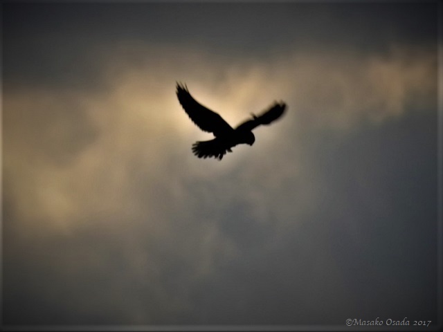 Black-shouldered kite hovering, Savuti, Botswana, June 2017