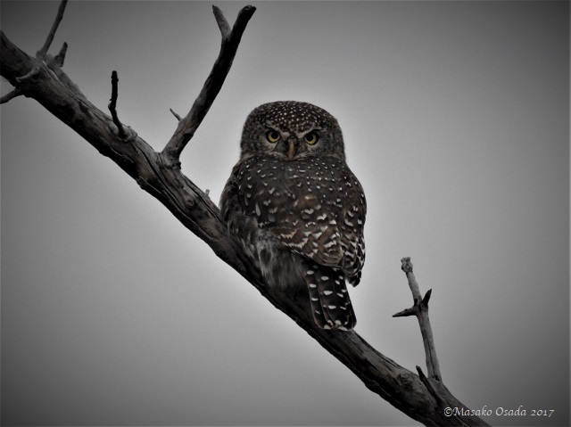 Pearl-spotted owlet, Savuti, Botswana, June 2017