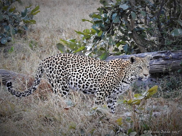 Female leopard taking a break from pulling fur from a scrub hare, Savuti, Botswana, June 2017