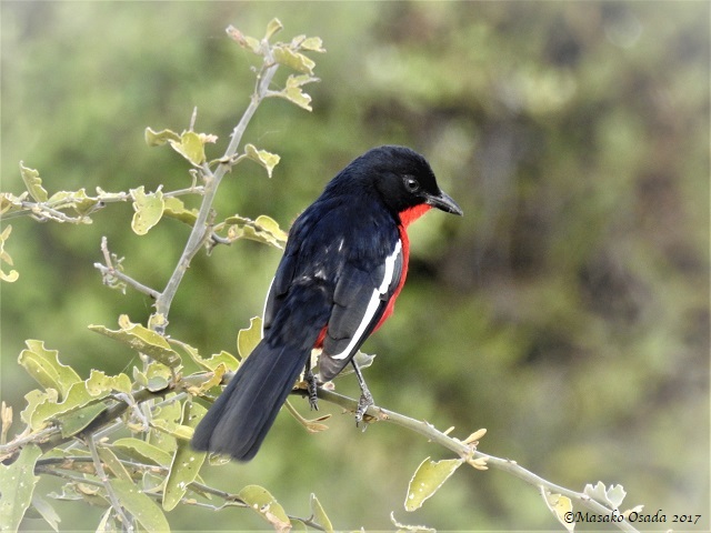 Crimson-breasted shrike, Savuti, Botswana, June 2017