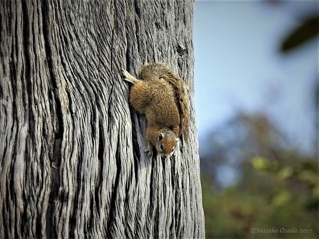 Tree squirrel, Savuti, Botswana, June 2017