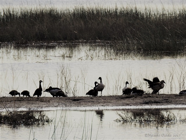 Geese at sunset, Chobe, Botswana, June 2017