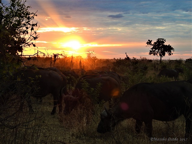 Buffaloes at sunset, Chobe, Botswana, June 2017