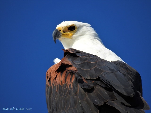 Fish eagle, Chobe, Botswana, June 2017