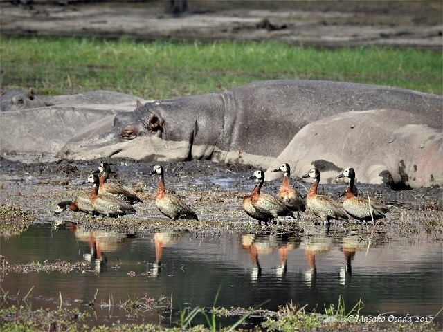 White-faced ducks and sleeping hippos, Chobe, Botswana, June 2017