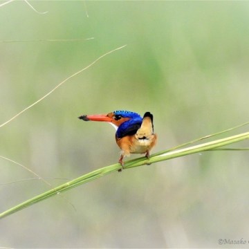 Malachite kingfisher, Chobe, Botswana, June 2017