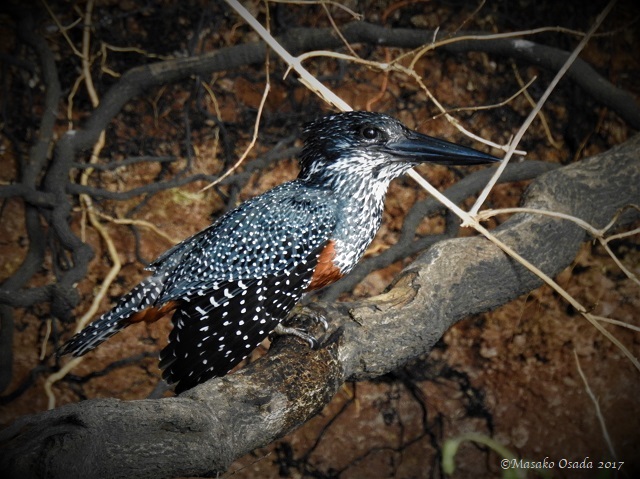 Giant kingfisher, Chobe, Botswana, June 2017