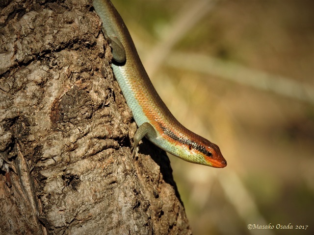 Striped skink, Chobe, Botswana, June 2017