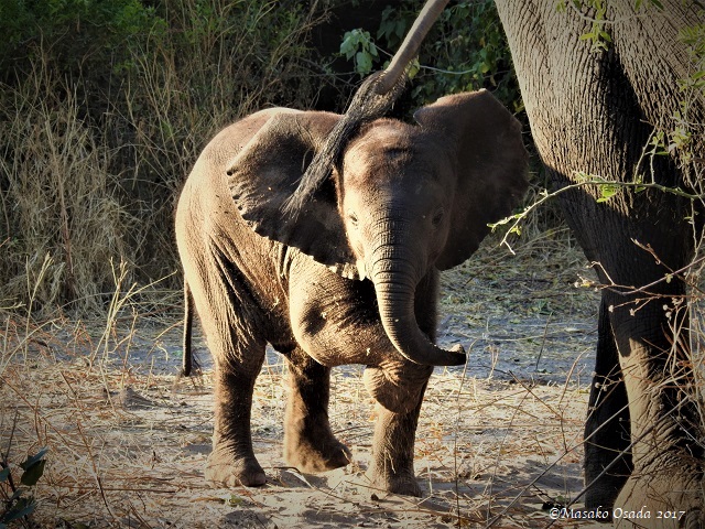 Baby elephant, Chobe, Botswana, June 2017