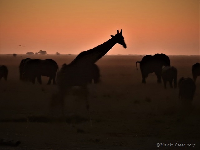 Giraffe and elephants at sunset, Chobe, Botswana, June 2017