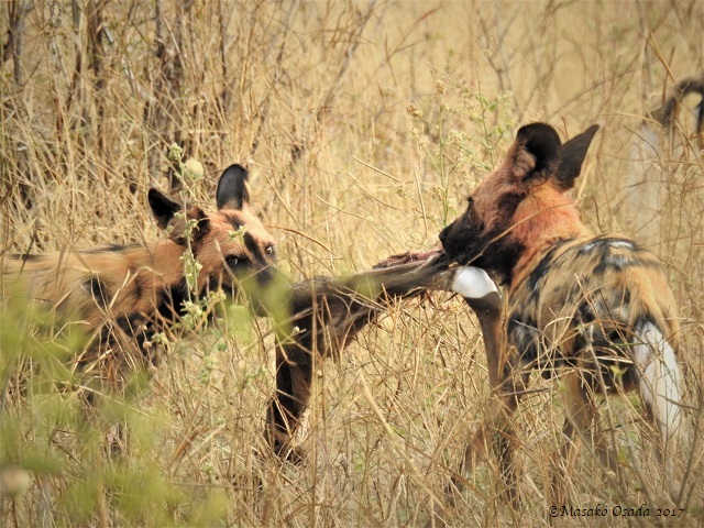 Wild dogs tearing young kudu, Chobe, Botswana, June 2017