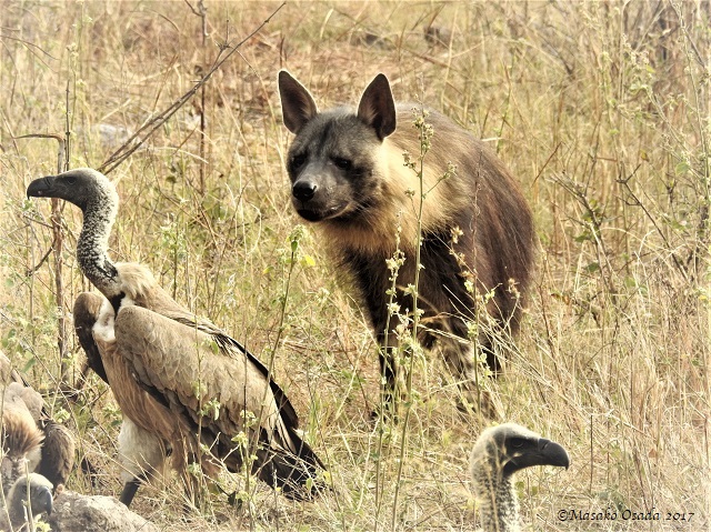 Brown hyena and white-backed vultures, Chobe, Botswana, June 2017