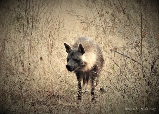 Brown hyena observing wild dogs feasting on their kill, Chobe, Botswana, June 2017