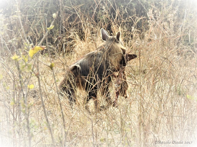 Brown hyena getting away with a large chunk of meat, Chobe, Botswana, June 2017