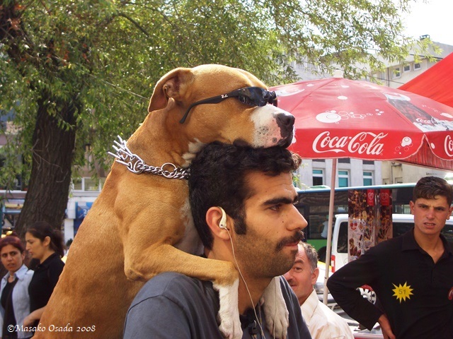 Cool Dog-2, Instanbul, Turkey 2008