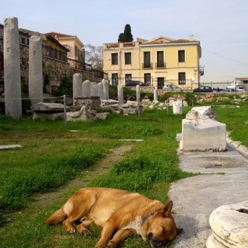 Dog napping in the Roman Forum, Athens, Greece 2009