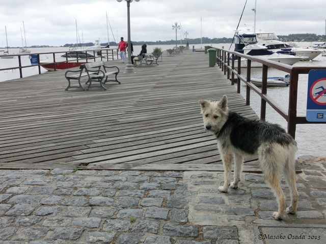 Moppy dog, Colonia del Sacramento, Uruguay 2013