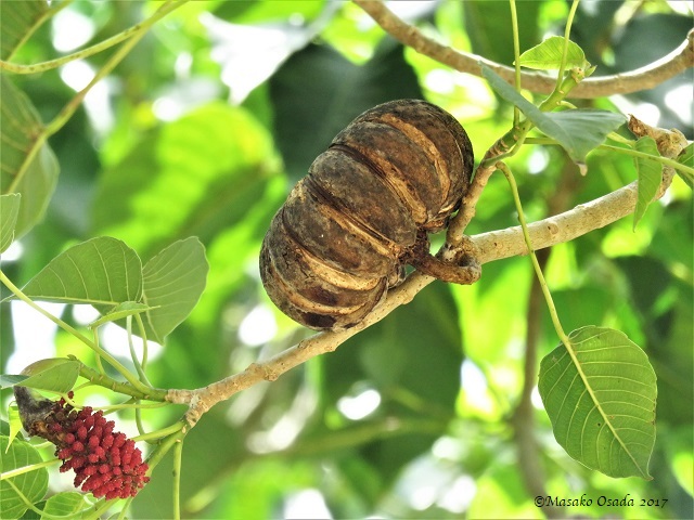Tree branch with flowers and fruit, Bong, Liberia, April 2017