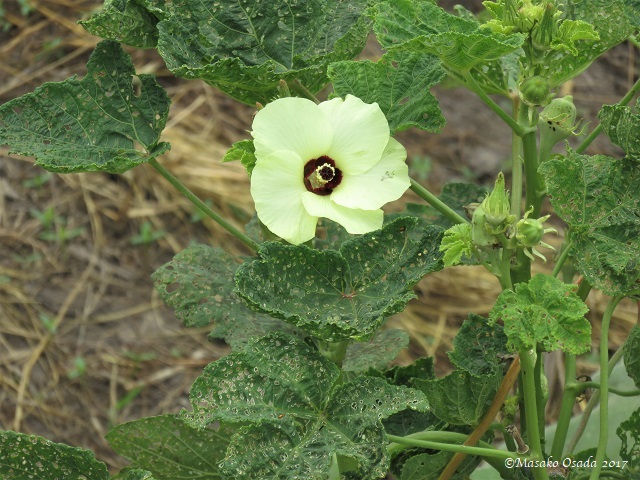 Okra flower, Bong, Liberia, April 2017