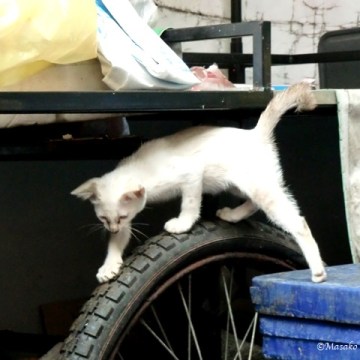 Kitten in the alley, Bangkok 2012