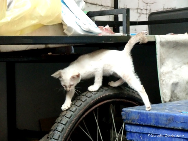 Kitten in the alley, Bangkok 2012