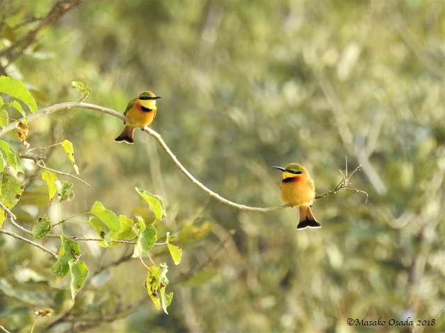 Pair of little bee-eaters, Khwai, Botswana, May 2018