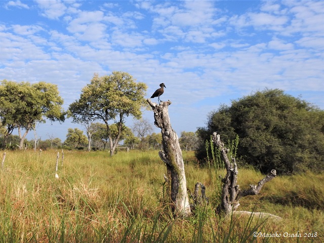 Hamerkop on tree trunk, Khwai, Botswana, May 2018