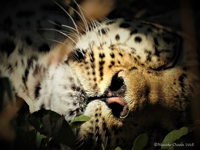 Matsebe the leopard, Khwai, Botswana, May 2018