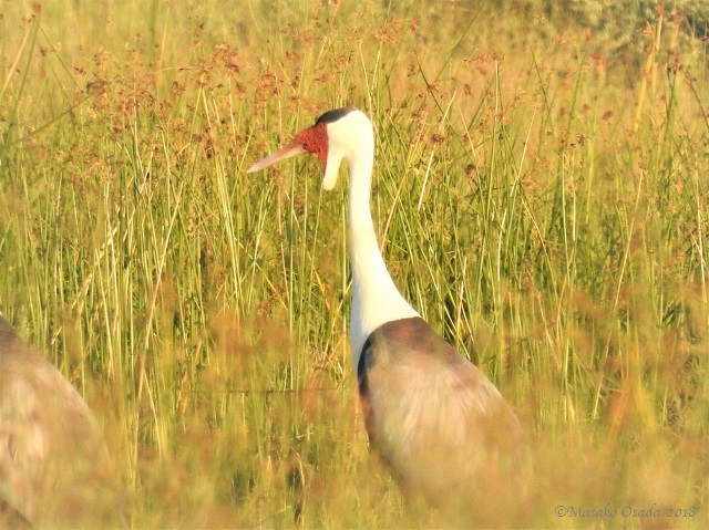 Wattled crane, Khwai, Botswana, May 2018