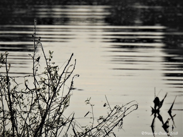 Khwai River, Botswana, May 2018