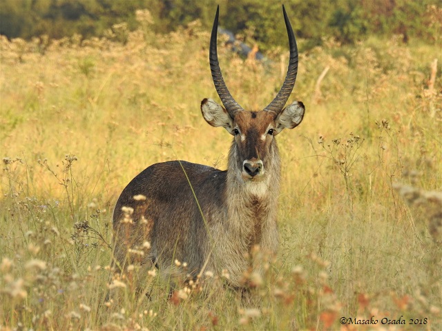 Waterbuck, Khwai, Botswana, May 2018