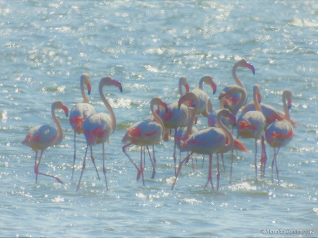 Flamingos, Walvis Bay, Namibia, April 2018