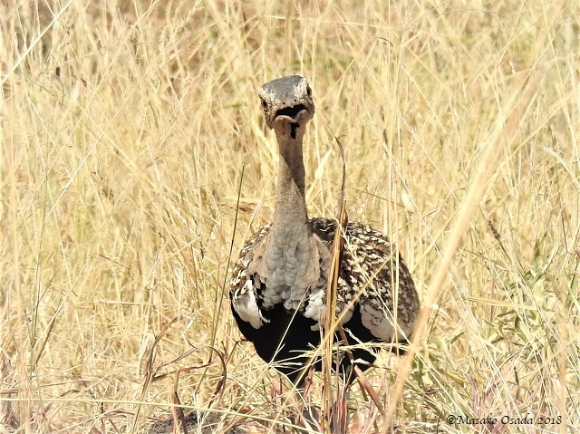 Red-crested korhaan, Mababe Depression, Botswana, May 2018