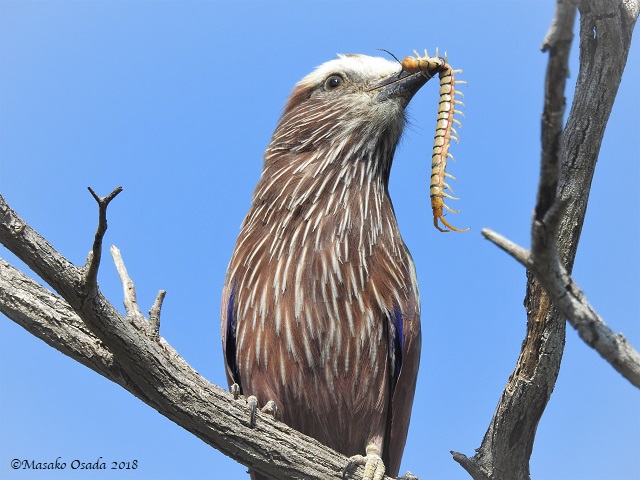 Red-crested korhaan, Mababe Depression, Botswana, May 2018