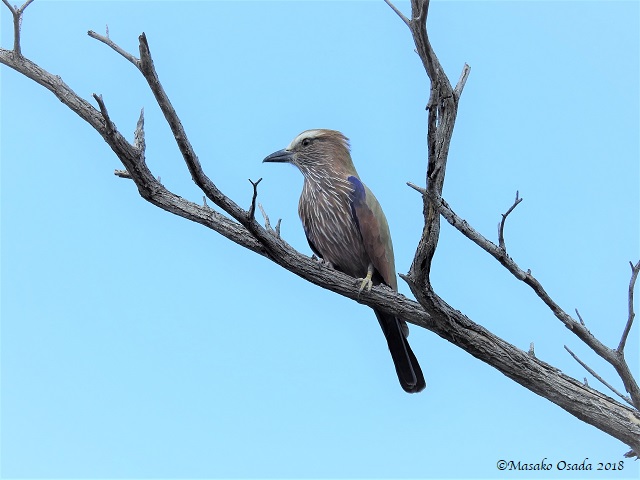 Purple roller, Mababe Depression, Botswana, May 2018on the way to Savuti 180512