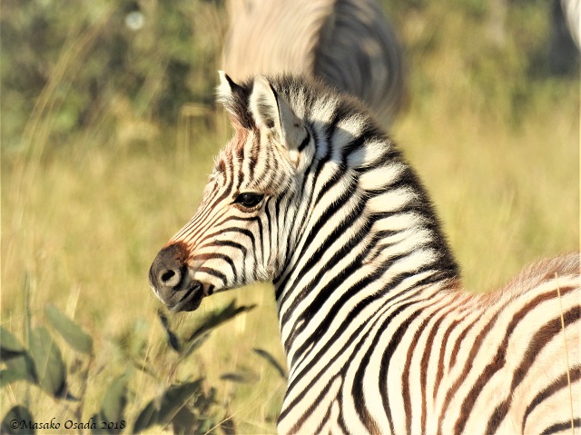Baby zebra, Savuti, Botswana, May 2018