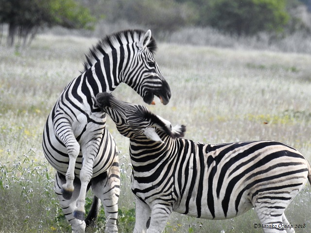 Plains zebras, Etosha, Namibia, May 2018