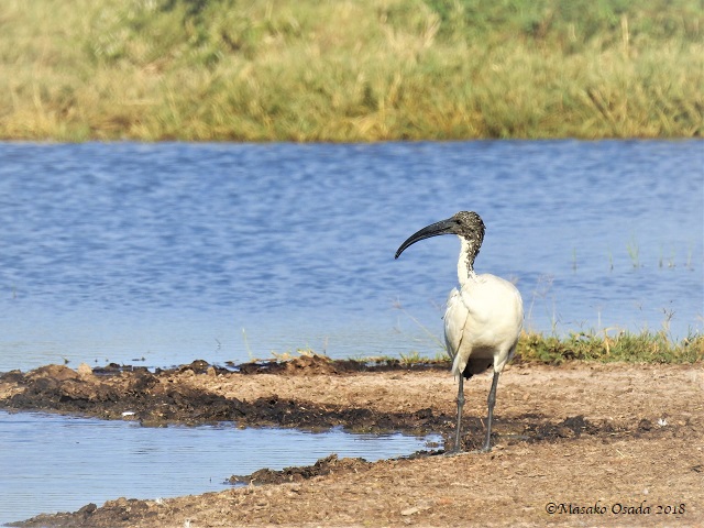 Sacred ibis, Savuti, Botswana, May 2018